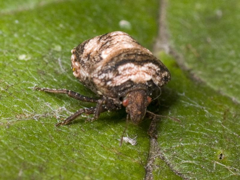 Vilpianus galii (Wolff, 1802)
